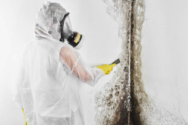 Best Industrial Mold Remediation in North Great River, NY